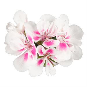 Afbeelding van Geranium Staand P12 Dolce Vita Stella